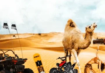 Evening Desert Safari